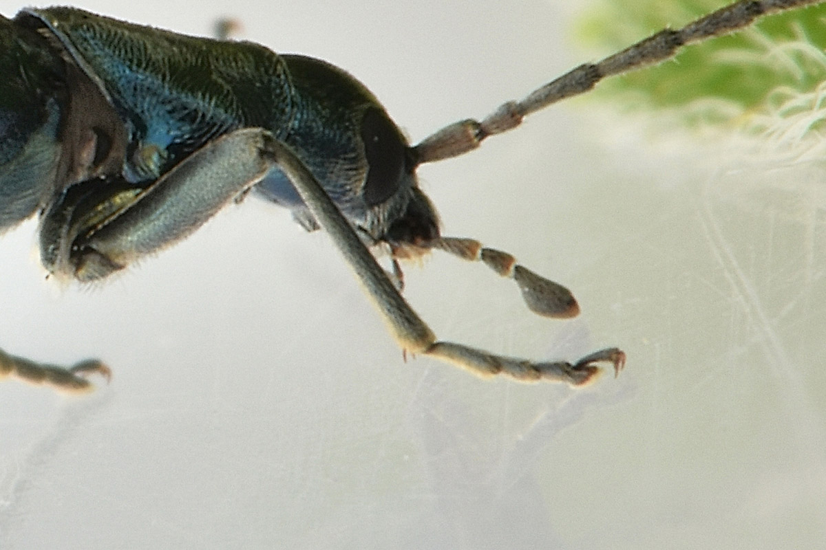 Oedemeridae: Ischnomera cyanea o caerulea, femmina